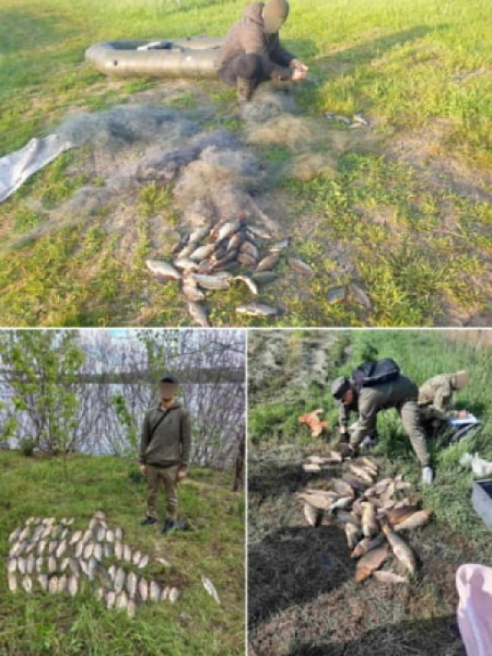 На Дніпропетровщині протягом тижня браконьєри наловили риби на понад 800 тисяч грн0