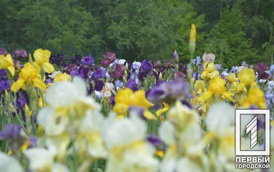 Останній поцілунок весни: ботанічний сад Кривого Рогу запрошує мешканців та жителів міста насолодитися цвітінням ірисів