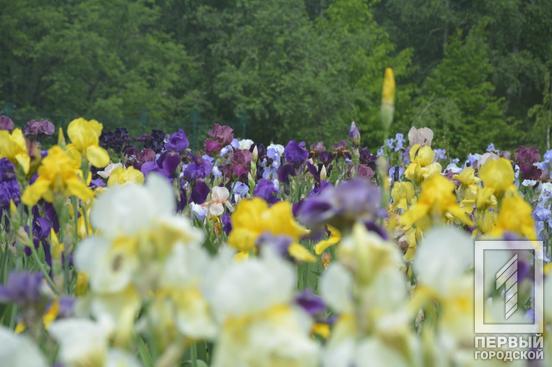 Останній поцілунок весни: ботанічний сад Кривого Рогу запрошує мешканців та жителів міста насолодитися цвітінням ірисів7