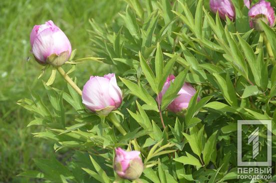 Відчуйте весняну квітучу ейфорію: у ботанічному саду Кривого Рогу розпочався сезон цвітіння церцисів та півоній8