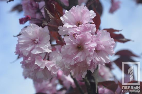 Відчуйте весняну квітучу ейфорію: у ботанічному саду Кривого Рогу розпочався сезон цвітіння церцисів та півоній9