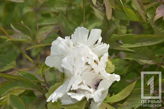 Відчуйте весняну квітучу ейфорію: у ботанічному саду Кривого Рогу розпочався сезон цвітіння церцисів та півоній4