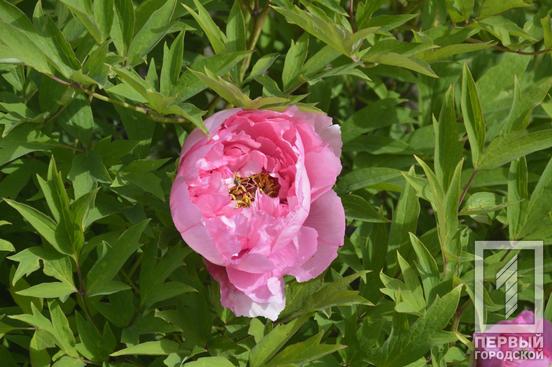 Відчуйте весняну квітучу ейфорію: у ботанічному саду Кривого Рогу розпочався сезон цвітіння церцисів та півоній10