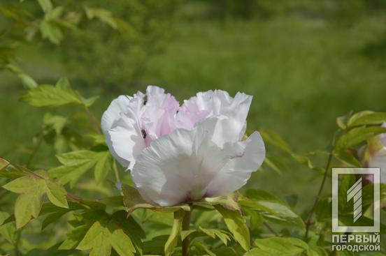 Відчуйте весняну квітучу ейфорію: у ботанічному саду Кривого Рогу розпочався сезон цвітіння церцисів та півоній5