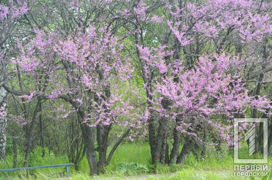 Відчуйте весняну квітучу ейфорію: у ботанічному саду Кривого Рогу розпочався сезон цвітіння церцисів та півоній1