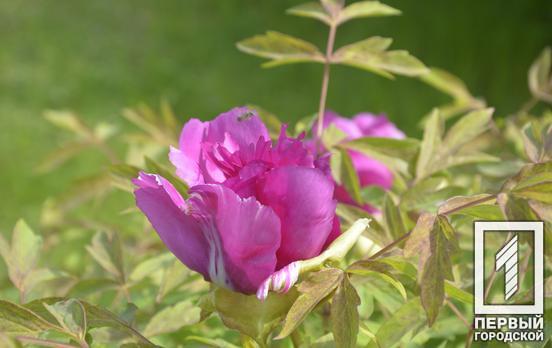 Відчуйте весняну квітучу ейфорію: у ботанічному саду Кривого Рогу розпочався сезон цвітіння церцисів та півоній