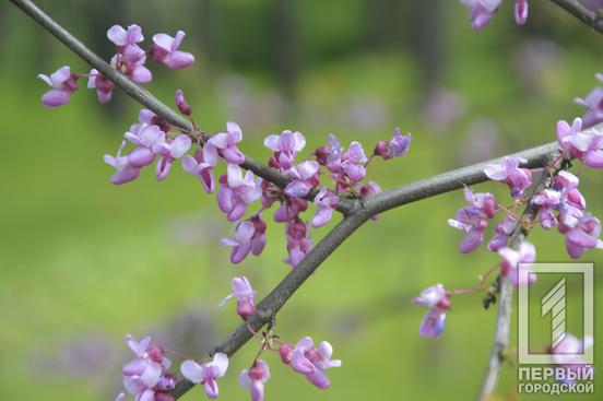 Відчуйте весняну квітучу ейфорію: у ботанічному саду Кривого Рогу розпочався сезон цвітіння церцисів та півоній6
