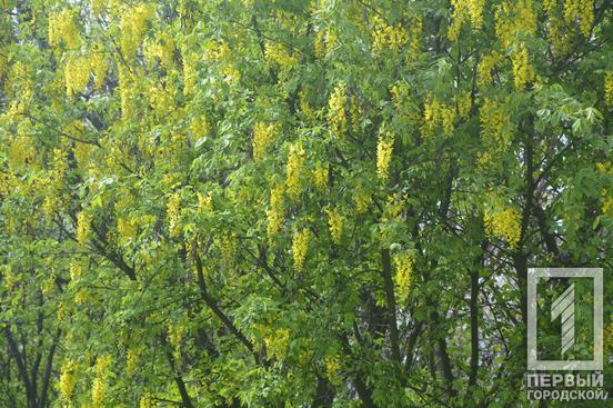 Відчуйте весняну квітучу ейфорію: у ботанічному саду Кривого Рогу розпочався сезон цвітіння церцисів та півоній7
