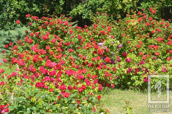 Цвітуть вейгели, дейції, садові жасмини, троянди та тюльпанове дерево: ботанічний сад Кривого Рогу запрошує відвідувачів1