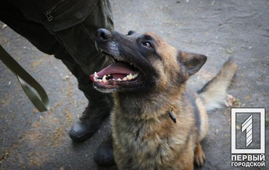 «Гроза» правопорушників у Кривому Розі службовий собака Гент знайшов кілька десятків боєприпасів на блокпостах