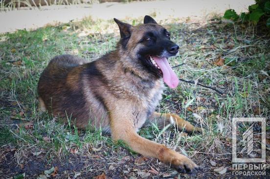 «Гроза» правопорушників у Кривому Розі службовий собака Гент знайшов кілька десятків боєприпасів на блокпостах2