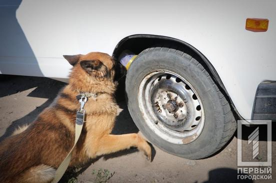 «Гроза» правопорушників у Кривому Розі службовий собака Гент знайшов кілька десятків боєприпасів на блокпостах5