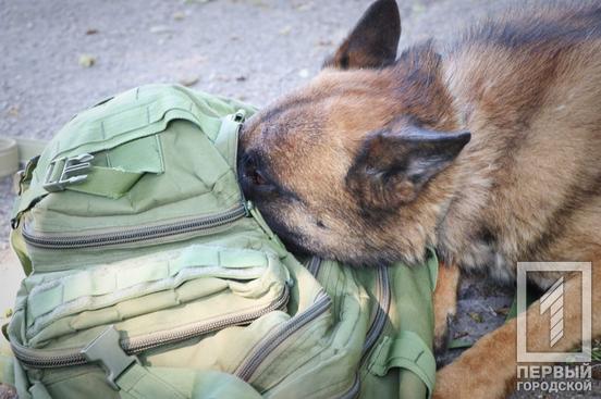 «Гроза» правопорушників у Кривому Розі службовий собака Гент знайшов кілька десятків боєприпасів на блокпостах1