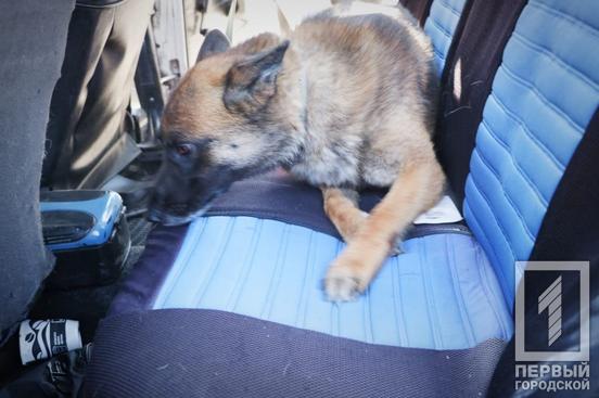 «Гроза» правопорушників у Кривому Розі службовий собака Гент знайшов кілька десятків боєприпасів на блокпостах3