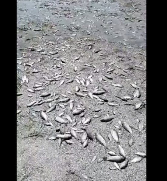 Наслідки підриву окупантами Каховської ГЕС: у Каховському водосховищі на території Криворізького району  масово гине риба  1
