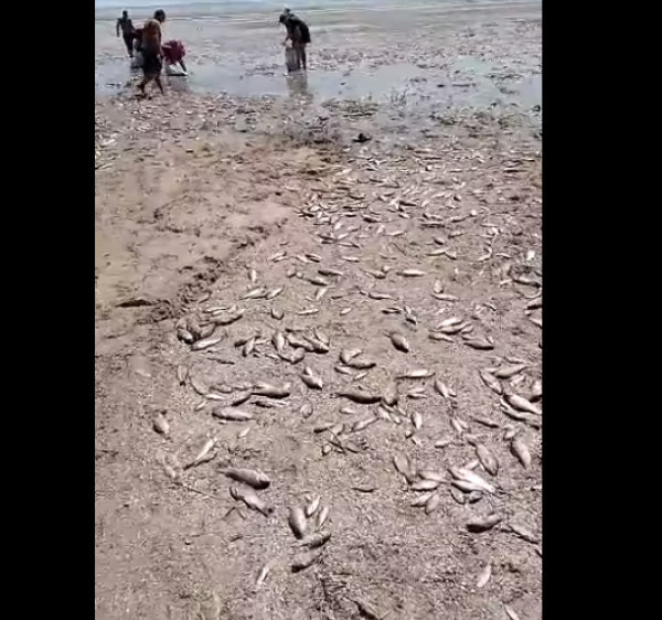 Наслідки підриву окупантами Каховської ГЕС: у Каховському водосховищі на території Криворізького району  масово гине риба  0