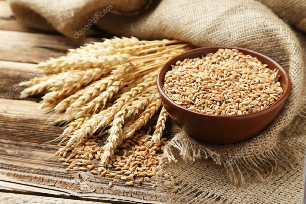 Фермери Криворіжжя можуть отримати від міжнародних партнерів безкоштовно насіння пшениці чи ячменю для посівної  0