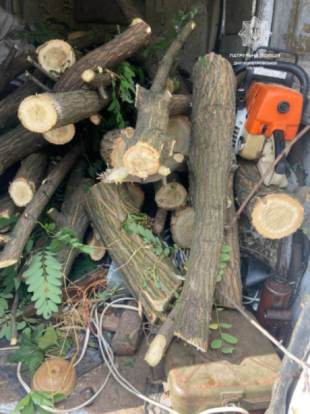 На Дніпропетровщині виявили браконьєрів, які займалися вирубкою дерев1