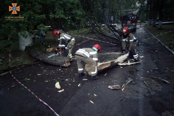 Наслідки негоди у Кривому Розі: аварійне дерево впало, перегородивши в'їзд до лікарні0