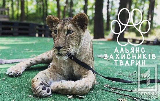 У Кривому Розі стараннями активістів у власника зооферми конфіскують дику левицю