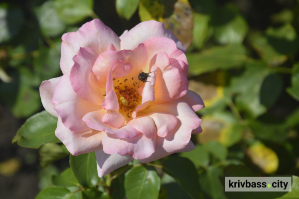 У Криворізькому ботанічному саду розквітли понад 200 видів троянд: як подивитися (фото)2