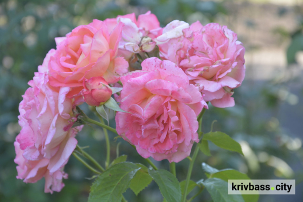 У Криворізькому ботанічному саду розквітли понад 200 видів троянд: як подивитися (фото)1