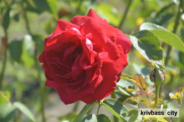 У Криворізькому ботанічному саду розквітли понад 200 видів троянд: як подивитися (фото)5