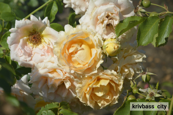 У Криворізькому ботанічному саду розквітли понад 200 видів троянд: як подивитися (фото)6