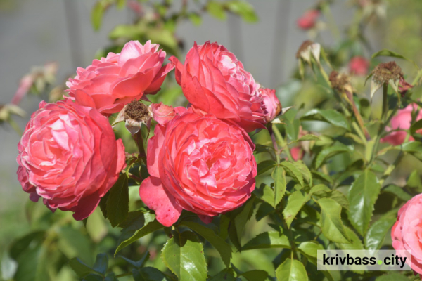 У Криворізькому ботанічному саду розквітли понад 200 видів троянд: як подивитися (фото)4