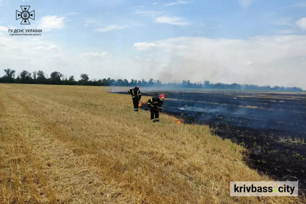 У Криворізькому районі палало поле: чи врятували урожай1