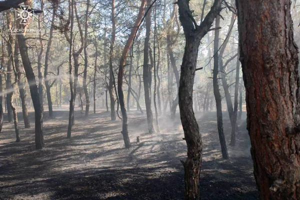 У Кривому Розі горіло лісове господарство3