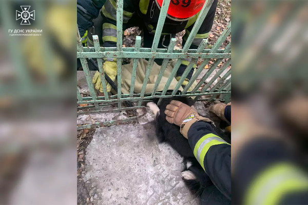 Неподалік Кривого Рогу рятувальники витягли з-під паркану застряглого песика1