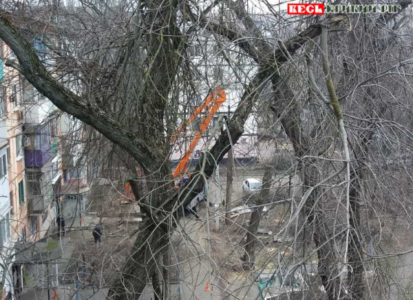 Сансервіс знущається над деревами на вул. Я. Мудрого в Кривому Розі