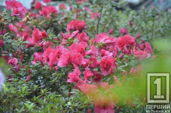 Вибаглива красуня з Азії радує цвітінням: у Криворізькому ботанічному саду розквітли азалії2