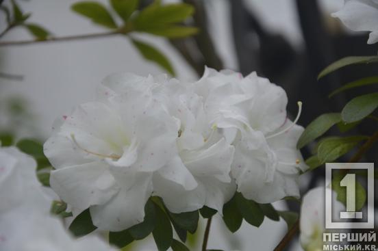 Вибаглива красуня з Азії радує цвітінням: у Криворізькому ботанічному саду розквітли азалії4