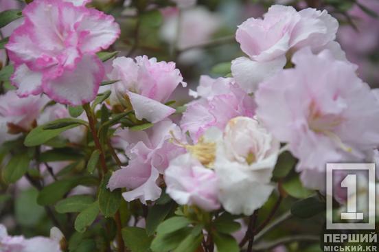 Вибаглива красуня з Азії радує цвітінням: у Криворізькому ботанічному саду розквітли азалії1