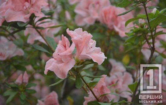 Вибаглива красуня з Азії радує цвітінням: у Криворізькому ботанічному саду розквітли азалії