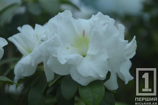 Вибаглива красуня з Азії радує цвітінням: у Криворізькому ботанічному саду розквітли азалії7