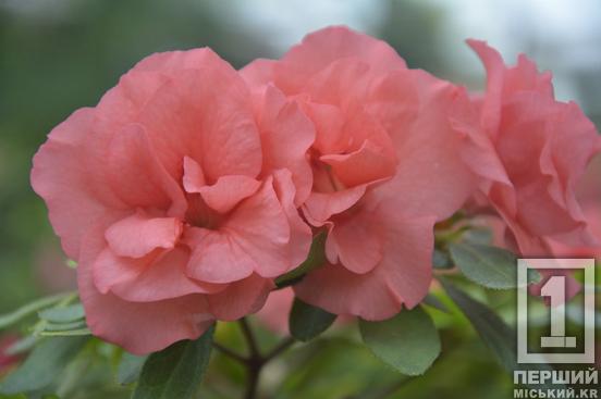 Вибаглива красуня з Азії радує цвітінням: у Криворізькому ботанічному саду розквітли азалії8