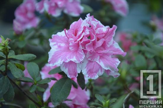 Вибаглива красуня з Азії радує цвітінням: у Криворізькому ботанічному саду розквітли азалії3