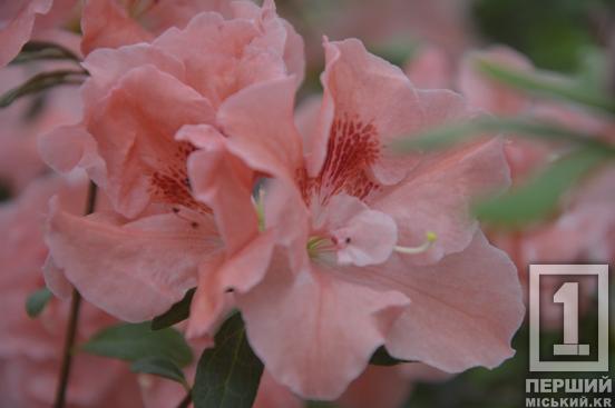 Вибаглива красуня з Азії радує цвітінням: у Криворізькому ботанічному саду розквітли азалії6
