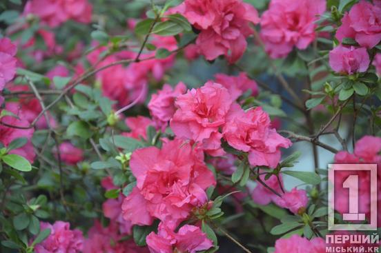 Вибаглива красуня з Азії радує цвітінням: у Криворізькому ботанічному саду розквітли азалії5