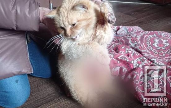 Маленькі загублені життя: у Кривому Розі рятують кішку, що постраждала від уламків безпілотника