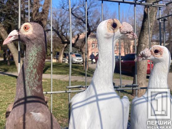 Пірнато-пухнастий десант у Кривому Розі: у Саксаганському парку пройшла благодійна виставка тварин3