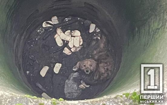 Впав у восьмиметровий колодязь: криворізькі поліцейські врятували знесиленого собаку