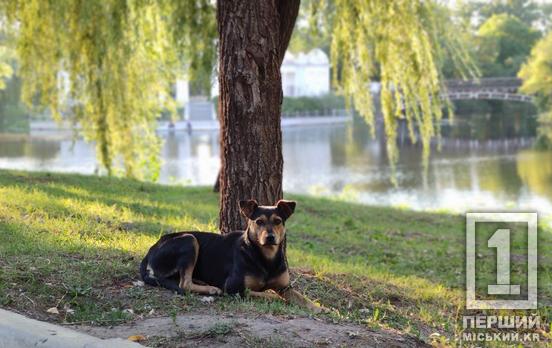 Кожен може допомогти місту: у Кривому Розі безкоштовно стерилізуватимуть безпритульних собак