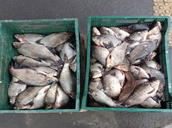 На Дніпропетровщині  викрили незаконну торгівлю рибою під час нерестової заборони0