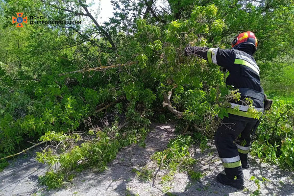 Негода на Дніпропетровщині повалила велику кількість дерев2