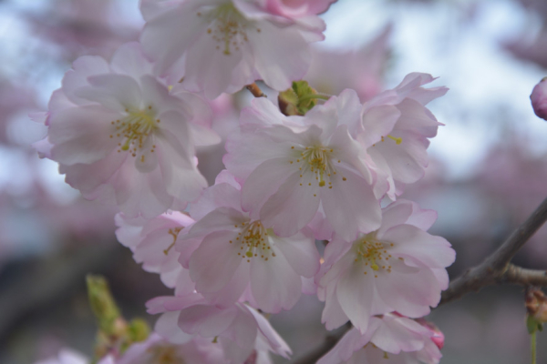 Приносить удачу, радість та процвітання: криворіжців запрошують до ботанічного саду помилуватися цвітінням сакури8