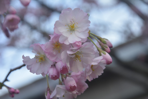Приносить удачу, радість та процвітання: криворіжців запрошують до ботанічного саду помилуватися цвітінням сакури5